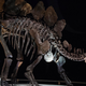 Stegosaurus fossil at the Natural History Museum in London, England. (Photo: AP)